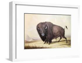 Bull Buffalo-George Catlin-Framed Giclee Print