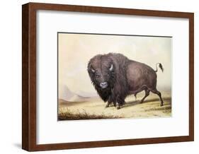 Bull Buffalo-George Catlin-Framed Giclee Print
