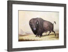 Bull Buffalo-George Catlin-Framed Giclee Print