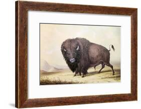 Bull Buffalo-George Catlin-Framed Giclee Print