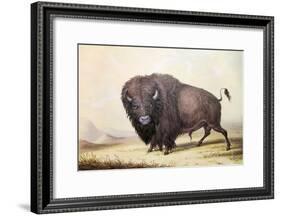 Bull Buffalo-George Catlin-Framed Giclee Print