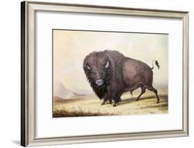 Bull Buffalo-George Catlin-Framed Giclee Print