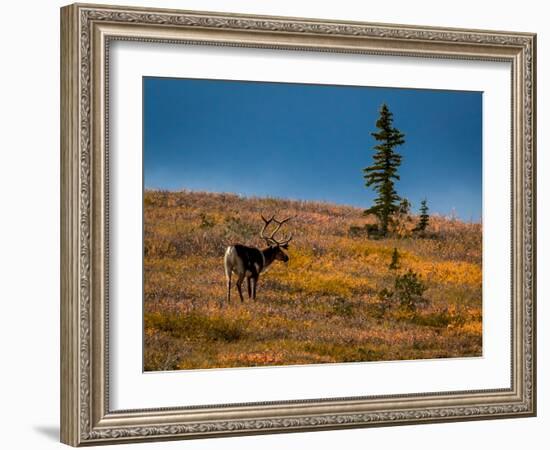 Bull Caribou feeding on tundra in interior of Denali National Park, Alaska-null-Framed Photographic Print