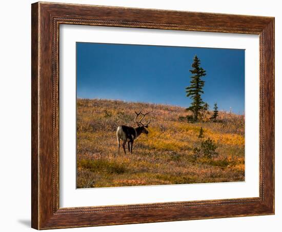 Bull Caribou feeding on tundra in interior of Denali National Park, Alaska-null-Framed Photographic Print