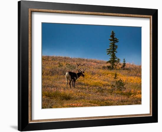 Bull Caribou feeding on tundra in interior of Denali National Park, Alaska-null-Framed Photographic Print