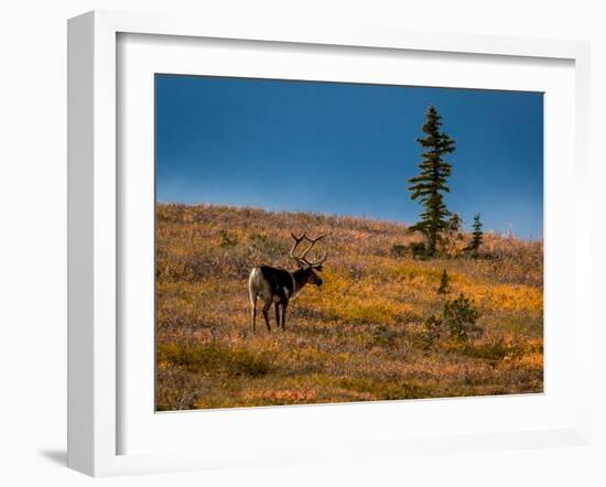 Bull Caribou feeding on tundra in interior of Denali National Park, Alaska-null-Framed Photographic Print