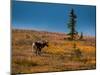 Bull Caribou feeding on tundra in interior of Denali National Park, Alaska-null-Mounted Photographic Print