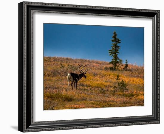 Bull Caribou feeding on tundra in interior of Denali National Park, Alaska-null-Framed Photographic Print