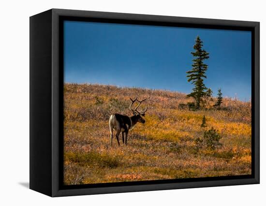 Bull Caribou feeding on tundra in interior of Denali National Park, Alaska-null-Framed Premier Image Canvas