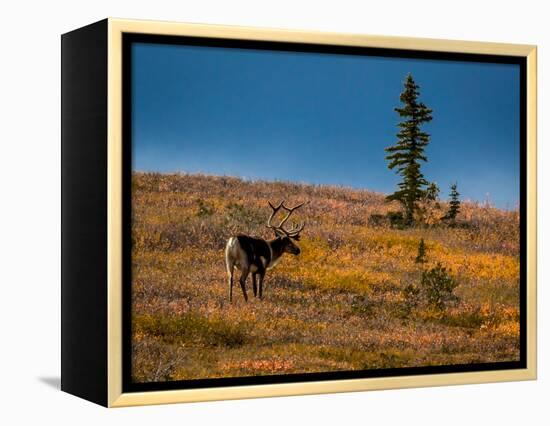 Bull Caribou feeding on tundra in interior of Denali National Park, Alaska-null-Framed Premier Image Canvas