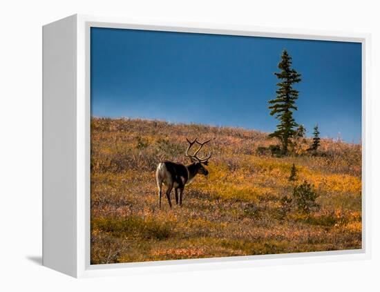 Bull Caribou feeding on tundra in interior of Denali National Park, Alaska-null-Framed Premier Image Canvas