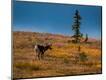Photographic Print