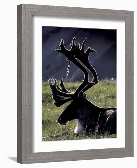 Bull Caribou in Denali National Park, Alaska Range, Alaska, USA-Art Wolfe-Framed Photographic Print