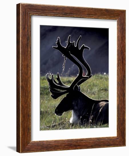 Bull Caribou in Denali National Park, Alaska Range, Alaska, USA-Art Wolfe-Framed Photographic Print