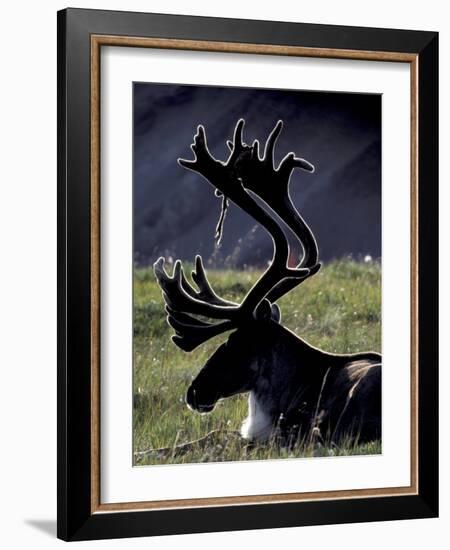 Bull Caribou in Denali National Park, Alaska Range, Alaska, USA-Art Wolfe-Framed Photographic Print