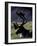 Bull Caribou in Denali National Park, Alaska Range, Alaska, USA-Art Wolfe-Framed Photographic Print