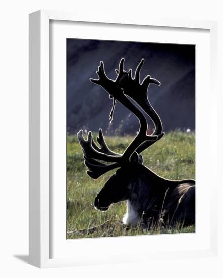 Bull Caribou in Denali National Park, Alaska Range, Alaska, USA-Art Wolfe-Framed Photographic Print