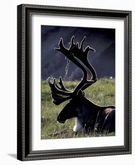 Bull Caribou in Denali National Park, Alaska Range, Alaska, USA-Art Wolfe-Framed Photographic Print