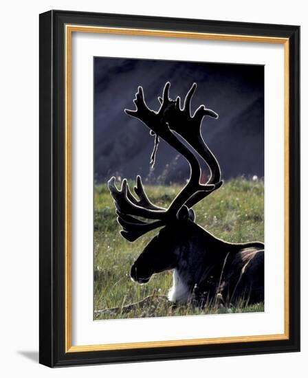 Bull Caribou in Denali National Park, Alaska Range, Alaska, USA-Art Wolfe-Framed Photographic Print