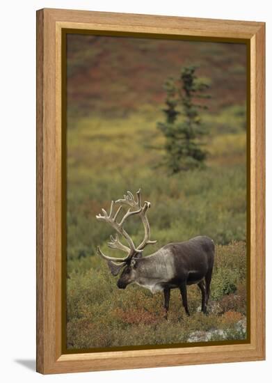 Bull Caribou Wildlife, Denali National Park, Alaska, USA-Gerry Reynolds-Framed Premier Image Canvas