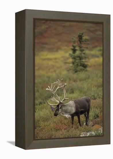 Bull Caribou Wildlife, Denali National Park, Alaska, USA-Gerry Reynolds-Framed Premier Image Canvas