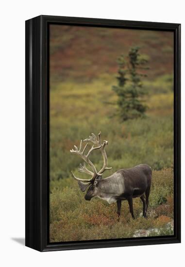 Bull Caribou Wildlife, Denali National Park, Alaska, USA-Gerry Reynolds-Framed Premier Image Canvas