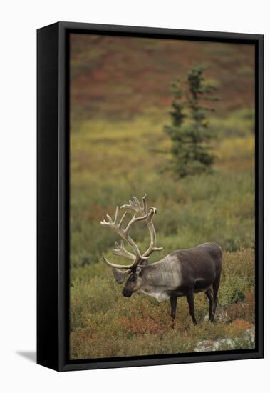 Bull Caribou Wildlife, Denali National Park, Alaska, USA-Gerry Reynolds-Framed Premier Image Canvas