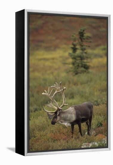 Bull Caribou Wildlife, Denali National Park, Alaska, USA-Gerry Reynolds-Framed Premier Image Canvas