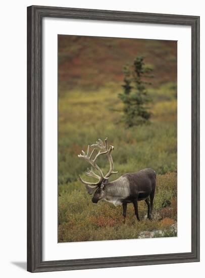 Bull Caribou Wildlife, Denali National Park, Alaska, USA-Gerry Reynolds-Framed Photographic Print