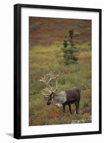 Bull Caribou Wildlife, Denali National Park, Alaska, USA-Gerry Reynolds-Framed Photographic Print