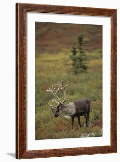 Bull Caribou Wildlife, Denali National Park, Alaska, USA-Gerry Reynolds-Framed Photographic Print