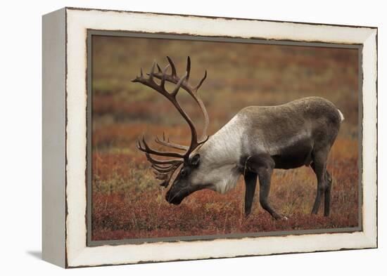 Bull Caribou Wildlife, Denali National Park, Alaska, USA-Gerry Reynolds-Framed Premier Image Canvas