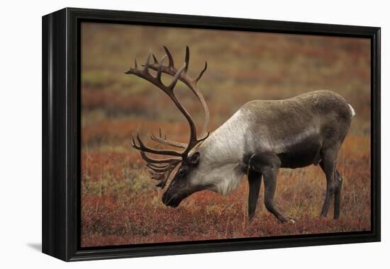 Bull Caribou Wildlife, Denali National Park, Alaska, USA-Gerry Reynolds-Framed Premier Image Canvas