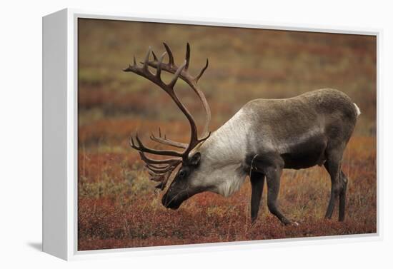 Bull Caribou Wildlife, Denali National Park, Alaska, USA-Gerry Reynolds-Framed Premier Image Canvas