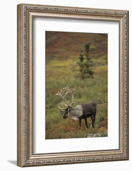 Bull Caribou Wildlife, Denali National Park, Alaska, USA-Gerry Reynolds-Framed Photographic Print