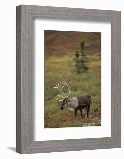 Bull Caribou Wildlife, Denali National Park, Alaska, USA-Gerry Reynolds-Framed Photographic Print