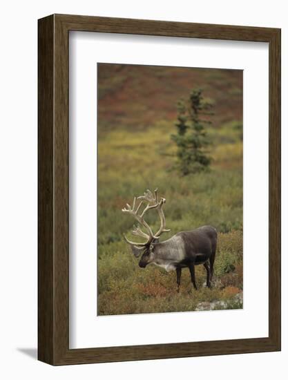 Bull Caribou Wildlife, Denali National Park, Alaska, USA-Gerry Reynolds-Framed Photographic Print