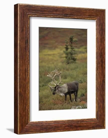 Bull Caribou Wildlife, Denali National Park, Alaska, USA-Gerry Reynolds-Framed Photographic Print