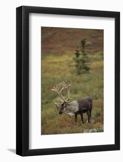 Bull Caribou Wildlife, Denali National Park, Alaska, USA-Gerry Reynolds-Framed Photographic Print