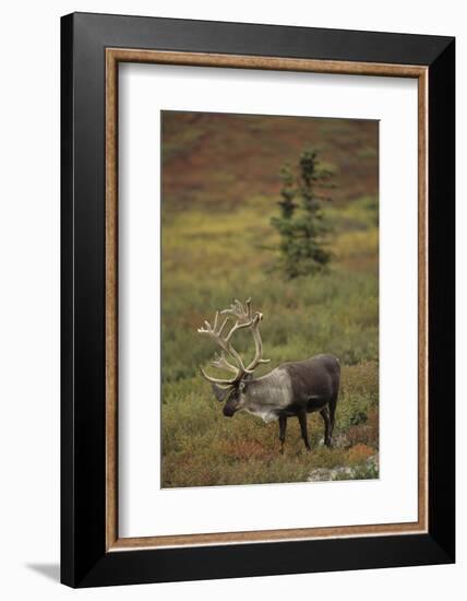 Bull Caribou Wildlife, Denali National Park, Alaska, USA-Gerry Reynolds-Framed Photographic Print