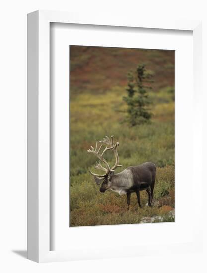 Bull Caribou Wildlife, Denali National Park, Alaska, USA-Gerry Reynolds-Framed Photographic Print