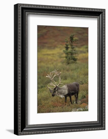 Bull Caribou Wildlife, Denali National Park, Alaska, USA-Gerry Reynolds-Framed Photographic Print