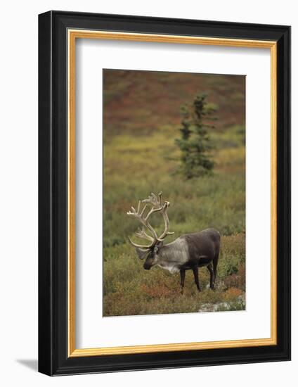 Bull Caribou Wildlife, Denali National Park, Alaska, USA-Gerry Reynolds-Framed Photographic Print