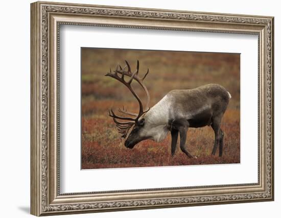 Bull Caribou Wildlife, Denali National Park, Alaska, USA-Gerry Reynolds-Framed Photographic Print