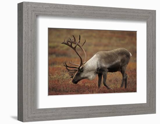 Bull Caribou Wildlife, Denali National Park, Alaska, USA-Gerry Reynolds-Framed Photographic Print