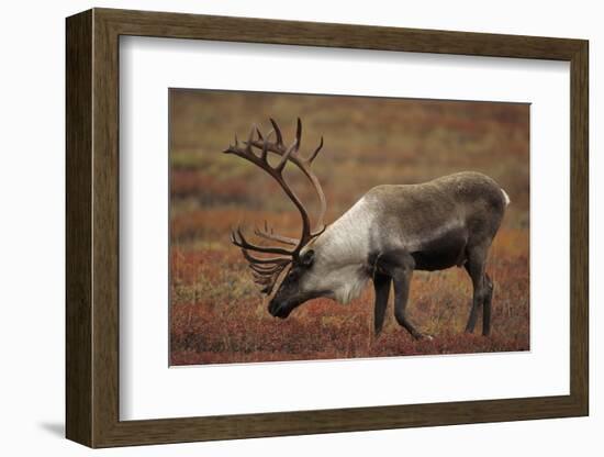 Bull Caribou Wildlife, Denali National Park, Alaska, USA-Gerry Reynolds-Framed Photographic Print