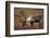 Bull Caribou Wildlife, Denali National Park, Alaska, USA-Gerry Reynolds-Framed Photographic Print