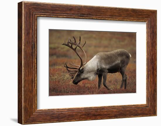 Bull Caribou Wildlife, Denali National Park, Alaska, USA-Gerry Reynolds-Framed Photographic Print