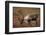 Bull Caribou Wildlife, Denali National Park, Alaska, USA-Gerry Reynolds-Framed Photographic Print