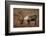 Bull Caribou Wildlife, Denali National Park, Alaska, USA-Gerry Reynolds-Framed Photographic Print